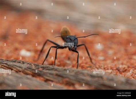 Insect mouthparts hi-res stock photography and images - Alamy