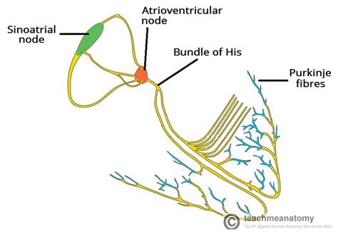 Conducting System of the Heart - Bundle of His - SA Node - TeachMeAnatomy