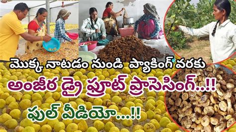 Anjeer Dry Fruit Making Process|| అంజీర డ్రై ఫ్రూట్స్ సాగు చేసే విధానం ||Eye3 Media - YouTube