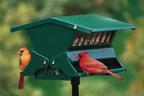 Find Out About The Best Cardinal Bird Feeder Reviews - Ways2GoGreen