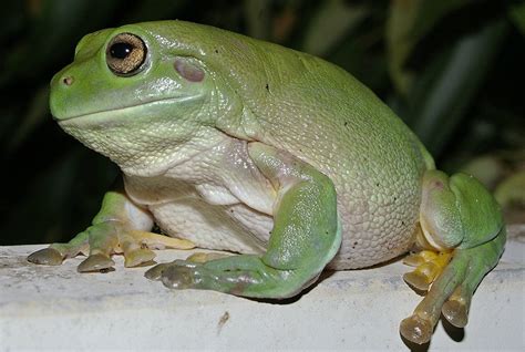 The dumpy frog - Australian Geographic