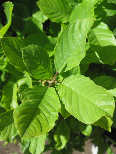 Rhamnus frangula 'Columnaris'