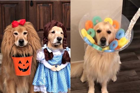 Halloween dog costumes of 2019 that are undeniably adorable.