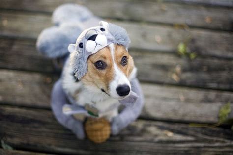 Just A Picture Of A Dog Wearing A Squirrel Costume | Pet halloween ...