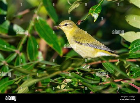 Tennessee warbler during fall migration Stock Photo - Alamy