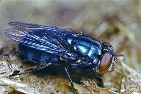 Blow fly | insect | Britannica.com