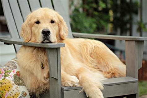 Golden Retriever Size Guide: How Big Does a Golden Retriever Get?