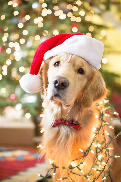 Golden retriever Christmas | Perros navidad, Fotos de perros lindos, Fotos de perros