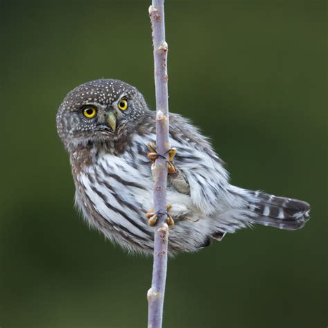 Northern Pygmy Owl – Lillooet Wild