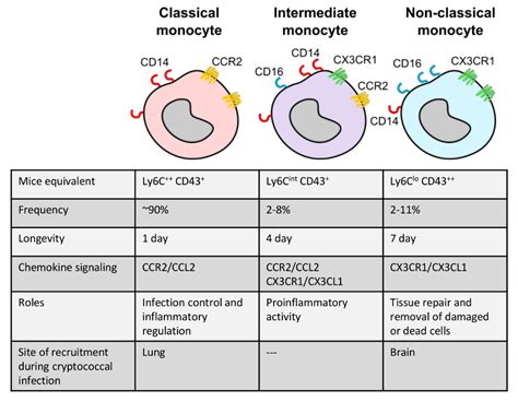 JoF | Free Full-Text | The Diverse Roles of Monocytes in Cryptococcosis