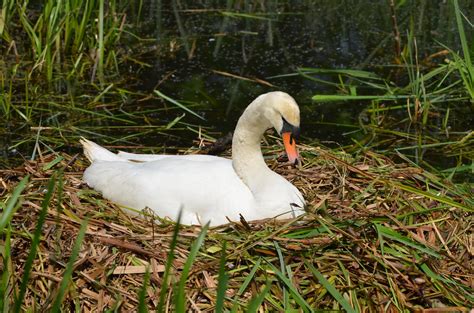 nesting swan | nesting pair of mute swans over at a bird res… | Flickr