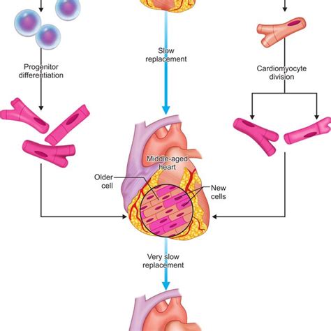 Cardiac stem cell therapy and promise of heart regeneration 6 | Download Scientific Diagram