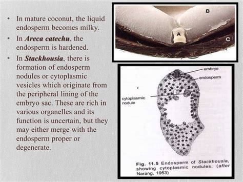 Endosperm | PPT