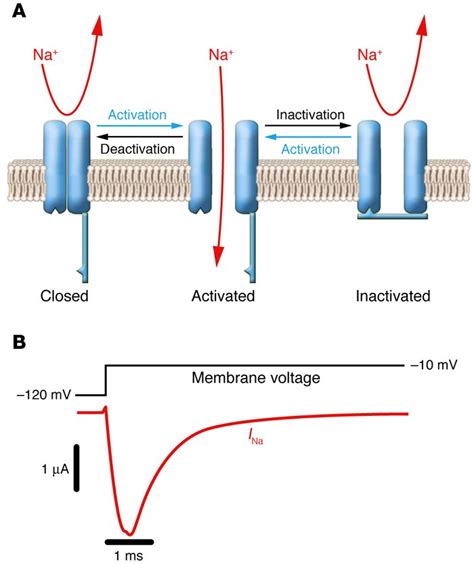 Voltage Gated Ion Channels