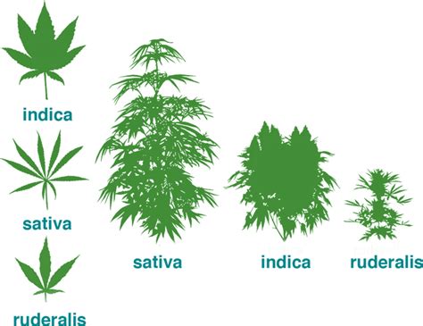 Sativa, Indica…Ruderalis? – Craft Sense