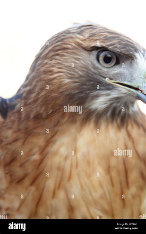 Head of Golden Eagle close-up Stock Photo - Alamy