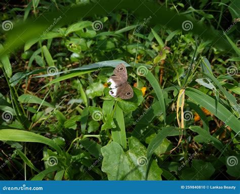 Ypthima Huebneri Butterfly in Green Leaf 2022 Stock Photo - Image of ...