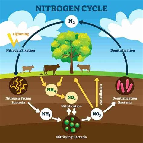 Nitrogen Fixation: 1 Critical Key For Farming Success