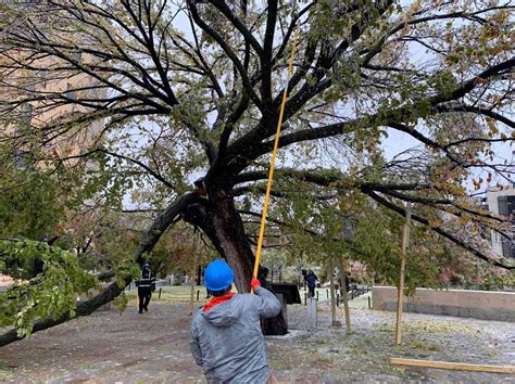 Survivor Tree That Withstood Oklahoma City Bombing Damaged by Ice Storm