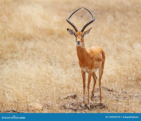 Impala with Tall Antlers in Kenya Africa Stock Photo - Image of destination, triangle: 102593278