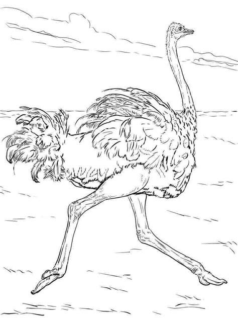 Cool Ostrich Running coloring page - Download, Print or Color Online ...