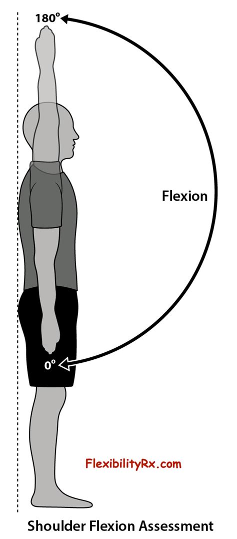 Shoulder Flexion And Extension Exercises