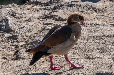 Egyptian Goose Free Stock Photo - Public Domain Pictures