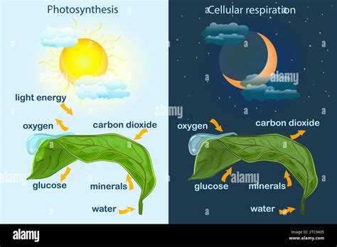 Photosynthesis diagram. Process of plant produce oxygen. Photosynthesis ...