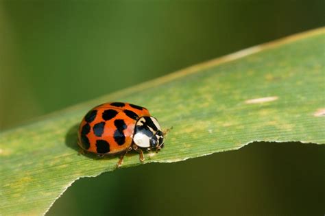 Asian Lady Beetle Facts, Habitat, Diet, Life Cycle, Baby, Pictures