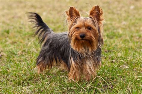 Yorkshire Terrier | Dog Breed Health