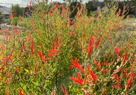 Top 10 Drought Tolerant Perennials for Texas - Native Backyards