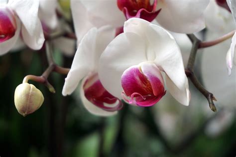 white and purple orchid | Purple orchids, Orchids, Phipps conservatory