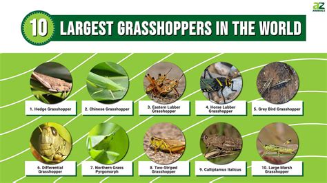 The 10 Largest Grasshoppers In The World - A-Z Animals