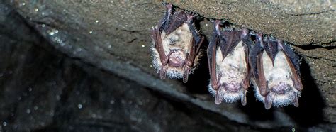 Sustainability: Shining a Light on the Mysteries of Caves - The Laurel of Asheville