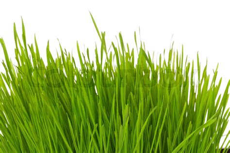 Tuft of grass | Stock image | Colourbox