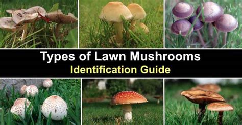 17 Types of Lawn Mushrooms (with Pictures) - Identification Guide