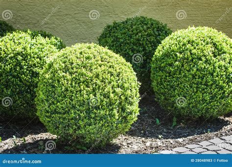 Bushes stock image. Image of back, small, image, group - 28048983