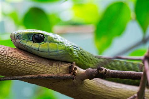 Boomslang Snake Stock Photos, Pictures & Royalty-Free Images - iStock