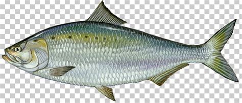 American Shad Shad Fishing Alewife Fish Migration PNG, Clipart, Alewife, Alosa, American Eel ...