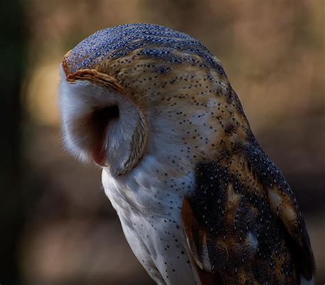 Barn owl profile 2 Photograph by Chris Flees