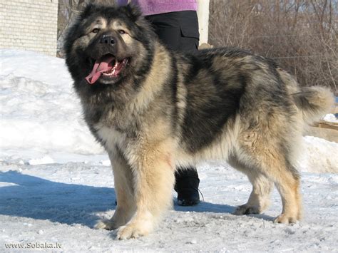 19 World’s Largest Dog Breeds You Wish You Owned | DailyForest | Page 19