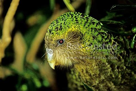 Critically endangered Kakapo night parrot (Strigops habroptilus), Maud ...