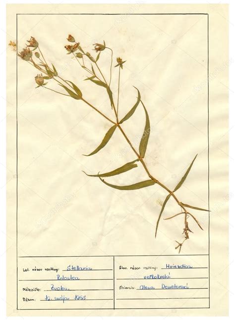 Picture: herbarium file | Scanned herbarium sheets - herbs and flowers ...