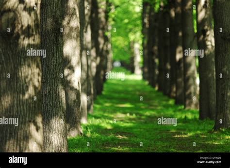 Spring Park nature background Stock Photo - Alamy