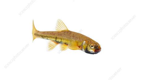 Male Common minnow in breeding condition, UK - Stock Image - C041/7847 - Science Photo Library