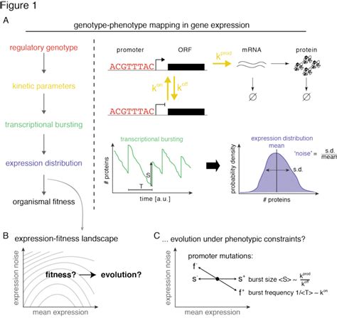 Genotype-phenotype mapping and the evolution of gene expression | Download Scientific Diagram