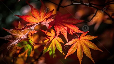 Jpg Japanese Autumn Leaves, Colorful Maple Leaves In Autumn Tokyo, Hd ...