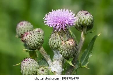 1,151 Canada thistle Images, Stock Photos & Vectors | Shutterstock