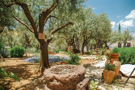 Olive Trees in Gethsemane Garden, Jerusalem, Israel Stock Image - Image of holy, judea: 204536339