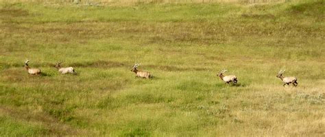 JWM study: Elk habitat overlaps with likely anthrax outbreaks - The Wildlife Society